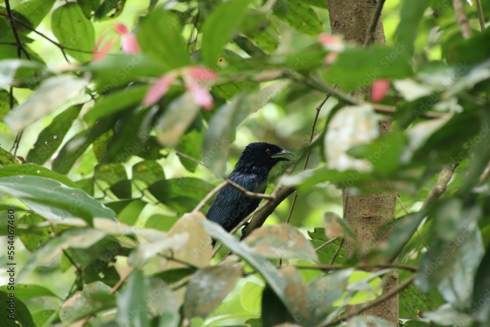 Fototapeta premium Greater Racket Tailed Drongo behind a tree branch