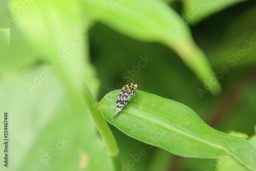 Glipa malaccana beetle on a leaf