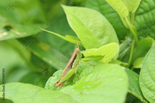Short winged rice grasshopper under the sun