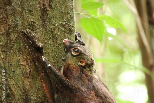 Sunda colugo in a nature reserve under the shade in a reserve