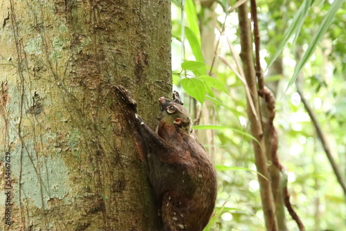 Sunda colugo in a nature reserve under the shade in a reserve photo