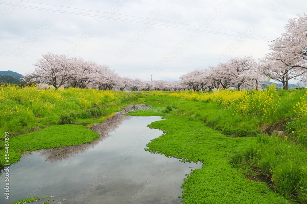 桜と菜の花と川に映る桜