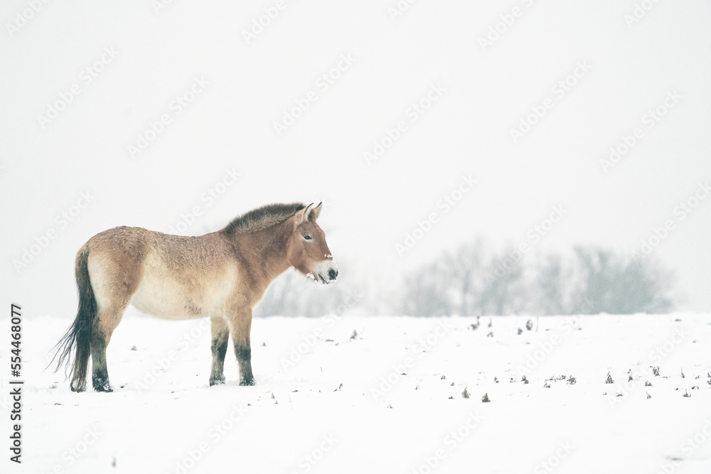Fototapeta premium Przewalski's Horse in the winter with snow in the landscape with trees in background. Mongolian wild horse in nature habitat.