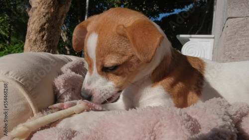 Small Jack Russell Terrier puppy eating snack in his basket. photo