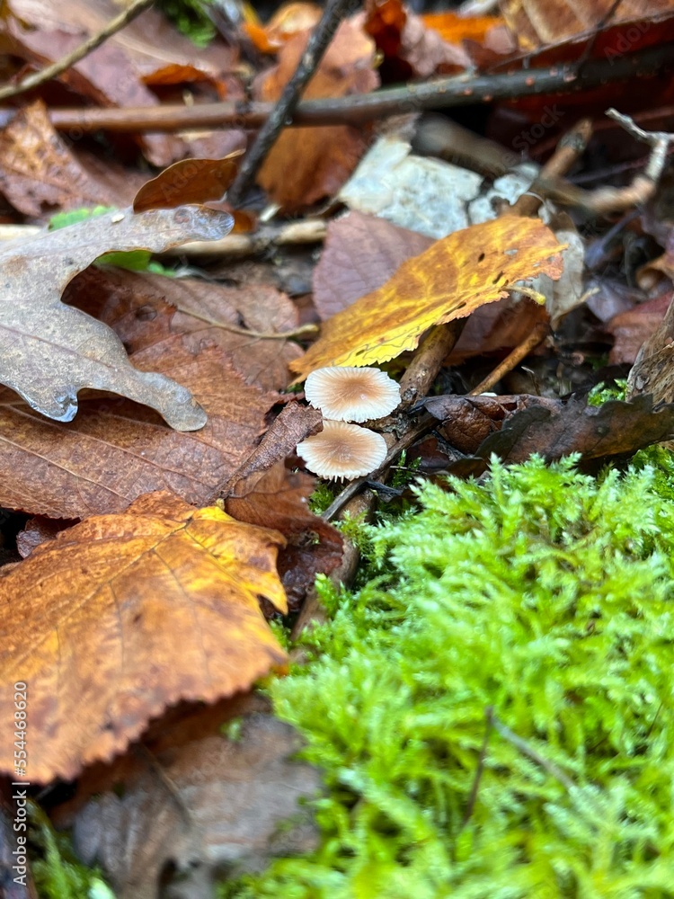 mushroom, ground, hat, vegetable, botanic, background, autumn, moss, green, grass, fungus, brown, forest, plant, beautiful, close-up, closeup, colour, delicious, macro, raw, fungal, season, congested mushroom, ground, hat, vegetable, botanic, background, autumn, moss, green, grass, fungus, brown, forest, plant, beautiful, close-up, closeup, colour, delicious, macro, raw, fungal, season, congested
