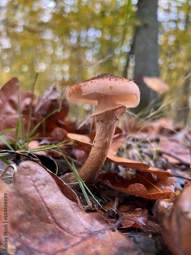 Fototapeta premium mushroom, ground, hat, vegetable, botanic, background, autumn, moss, green, grass, fungus, brown, forest, plant, beautiful, close-up, closeup, colour, delicious, macro, raw, fungal, season, congested