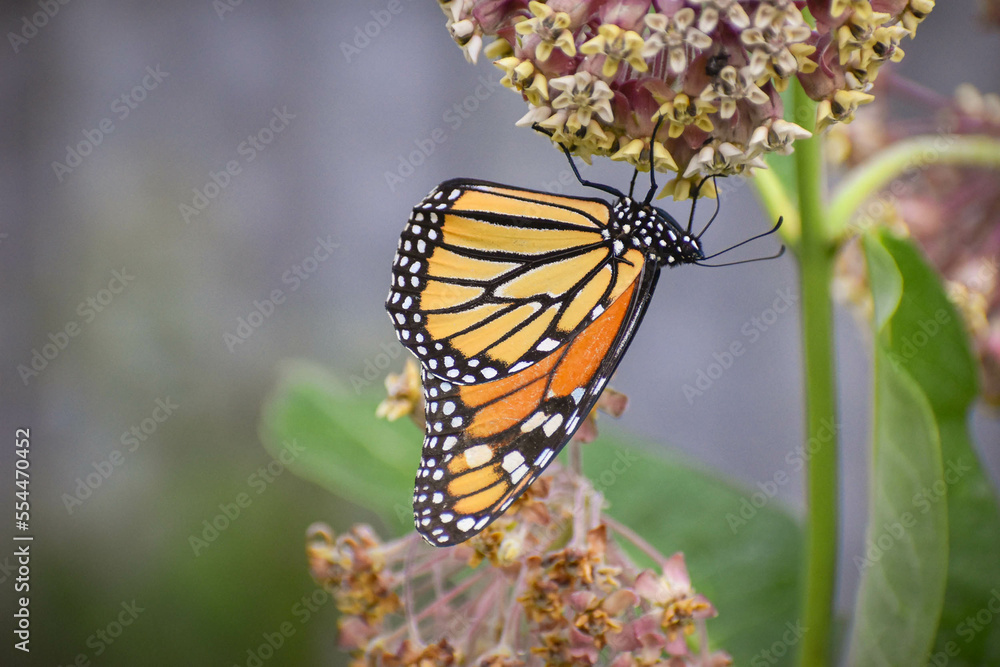 Fototapeta premium Monarch Butterfly on Milkweed Plant