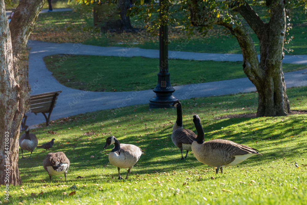 park in city lake river coast forest nature landscape rest peace quiet love summer daylight commons park in city lake river coast forest nature landscape rest peace quiet love summer daylight commons