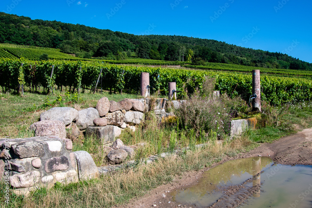Fontaines rustiques située dans le vignoble alsacien, Riquewihr, Kaysersberg vignoble, CEA, Alsace, Vosges alsacienne, Grand Est, France