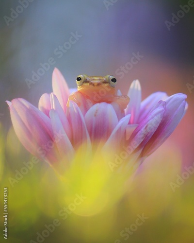 frog on the flower