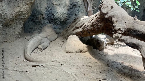 #Comododragon #batusecretzoo lizard on the rock