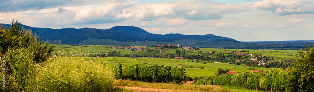 Zellenberg surplombant le vignoble alsacien sur le piémont vosgien, CEA, Alsace, Vosges alsacienne, Grand Est, France