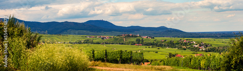 Zellenberg surplombant le vignoble alsacien sur le pi  mont vosgien  CEA  Alsace  Vosges alsacienne  Grand Est  France