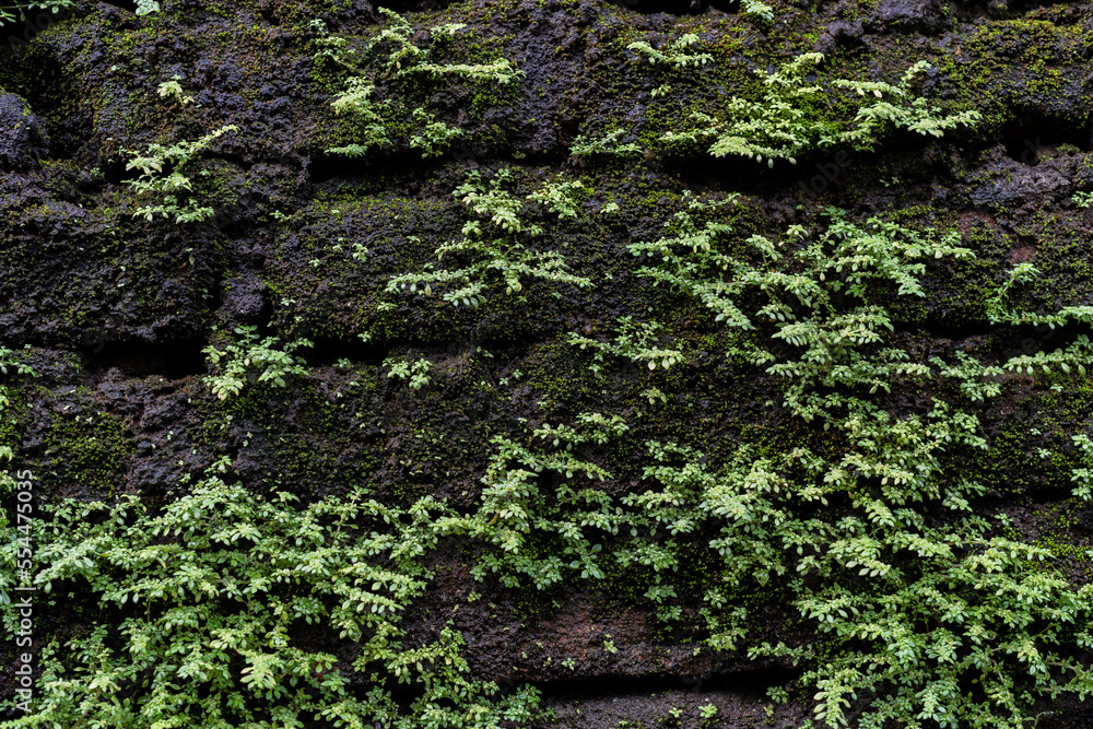 green moss on the wall