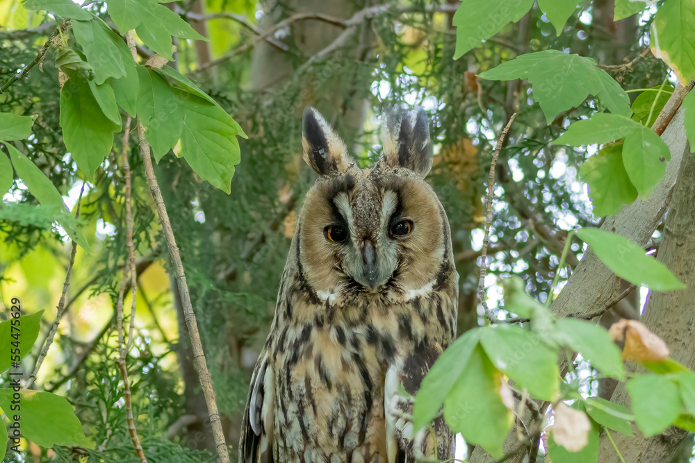 Obraz premium a longed eared owl sitting inside a forest and waiting for the night to come