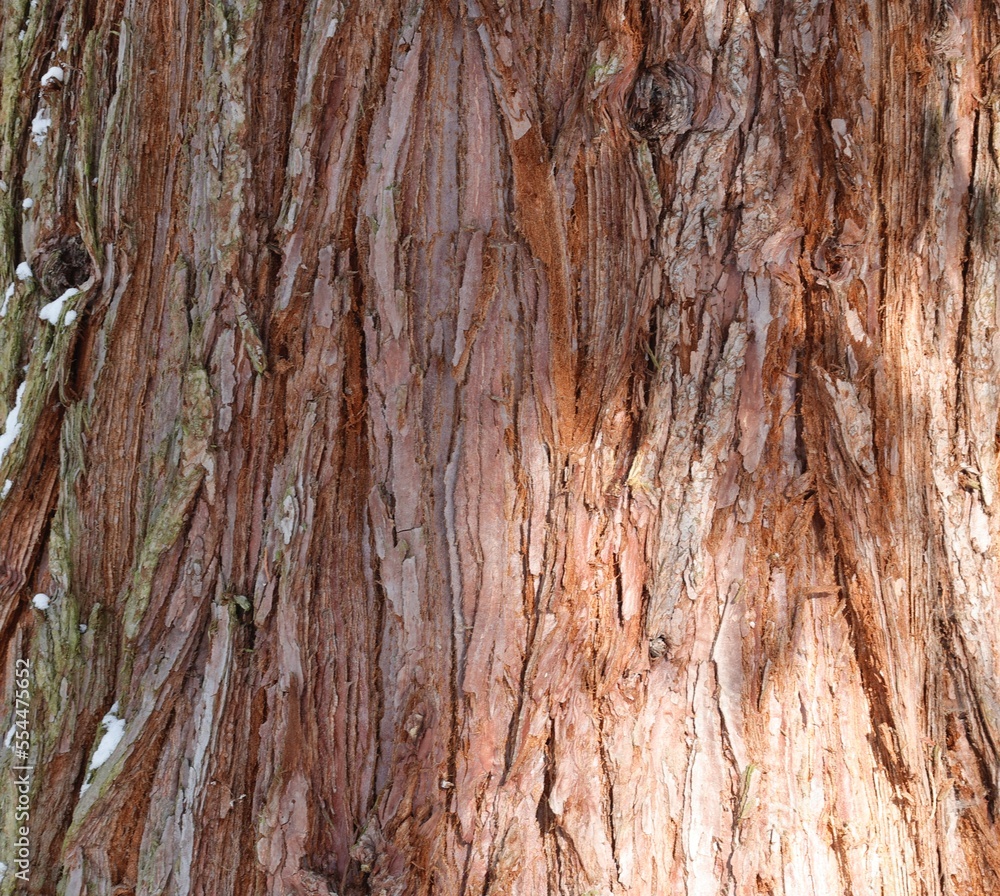 Obraz premium bark of tree