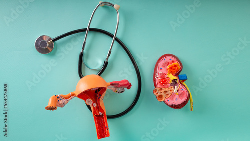 mockup kidney, model of female reproductive system and stethoscope lies on a blue background