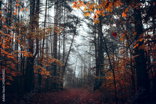 Beautiful mystical forest in blue fog in autumn. Colorful landscape with enchanted trees with orange and red leaves. Scenery with path in dreamy foggy forest. Nature background © sergofan2015