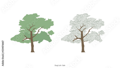 illustration of a tree, English oak. the branch, leaves