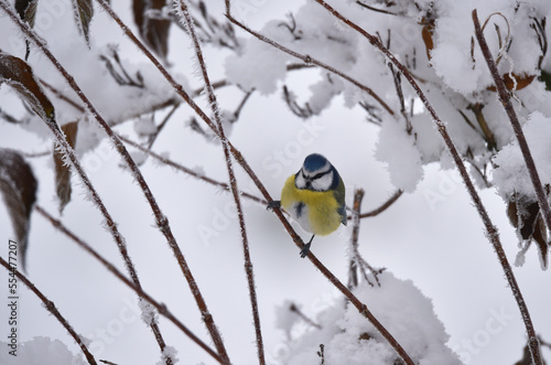 Blaumeise im Winter auf gefrorenem Zweig  © dieter76