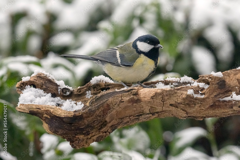 Fototapeta premium Kohlmeise
