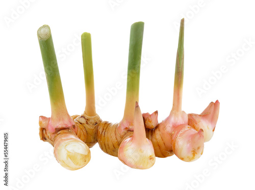 galangal on transparent png photo