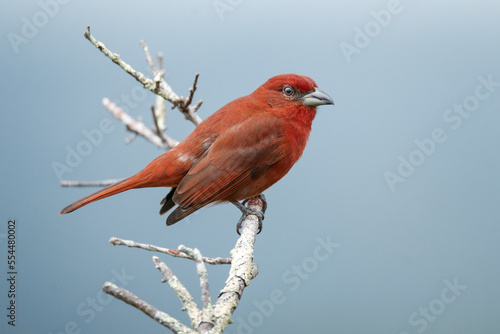 Quadro su tela red bird on a branch