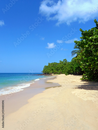 Fototapeta Naklejka Na Ścianę i Meble -  Landscape of turquoise waters and idyllic Caribbean beach. French Antilles caribbean sea under tropical blue sky. Palm trees, caribbean sea and blue caribbean sky.