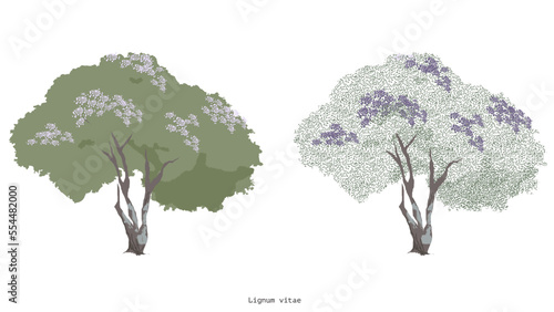 illustration of a tree, Lignum vitae, purple flower photo