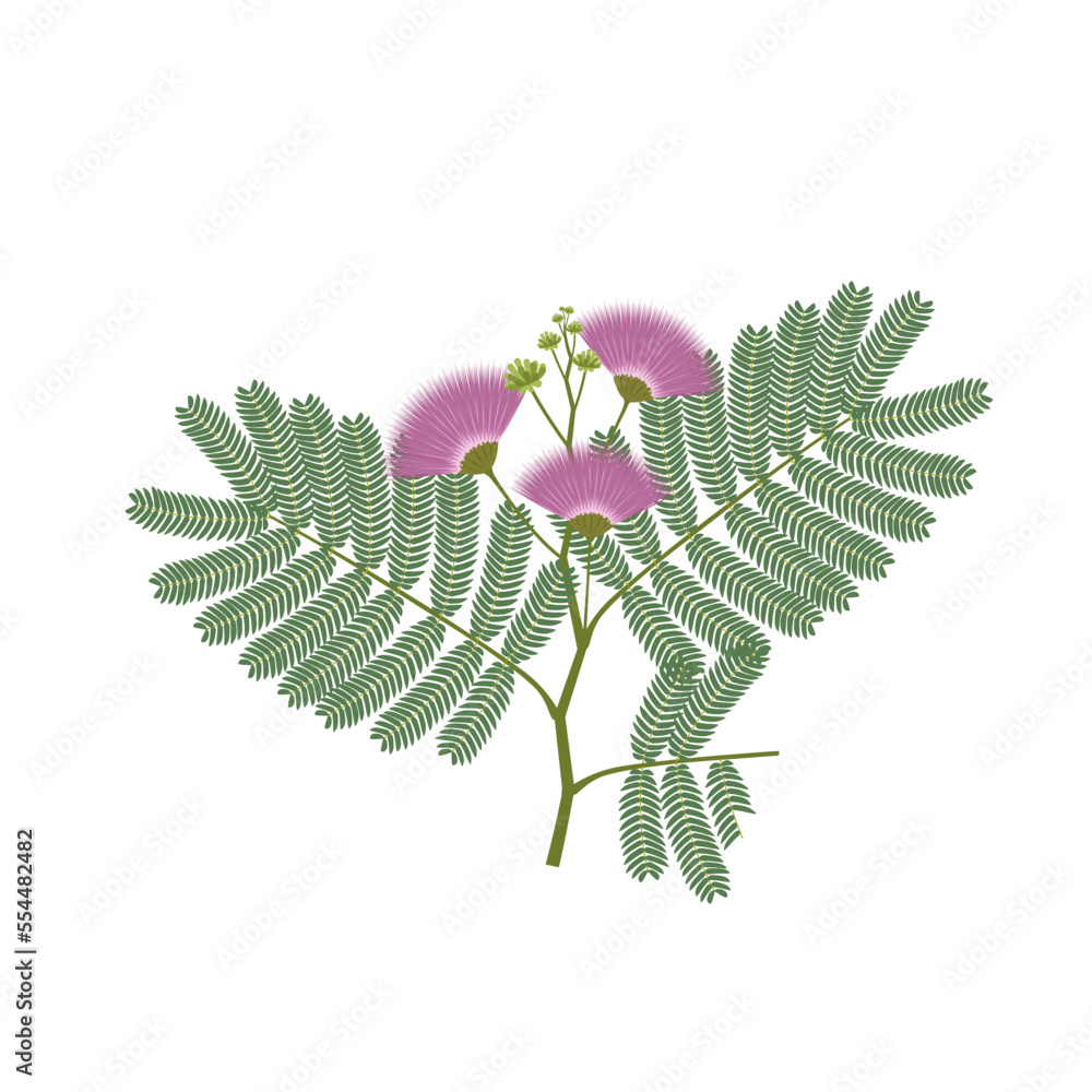 Vector illustration, Albasia julibrissin, also called Persian silk tree ...