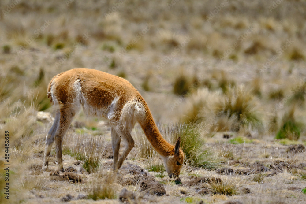 Vicuna (Vicugna vicugna) endangered animal, walking in the wild, grazing in the Andean highlands. Vicuna (Vicugna vicugna) endangered animal, walking in the wild, grazing in the Andean highlands.