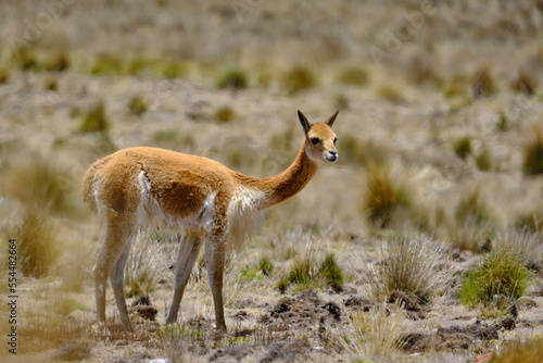 Vicuna (Vicugna vicugna) endangered animal, walking in the wild, grazing in the Andean highlands.