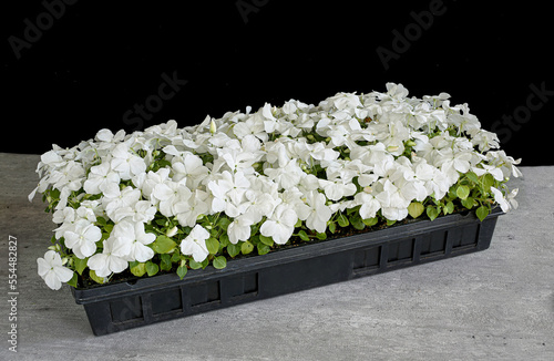 A cell pack tray full of white flowering impatiens plants. photo