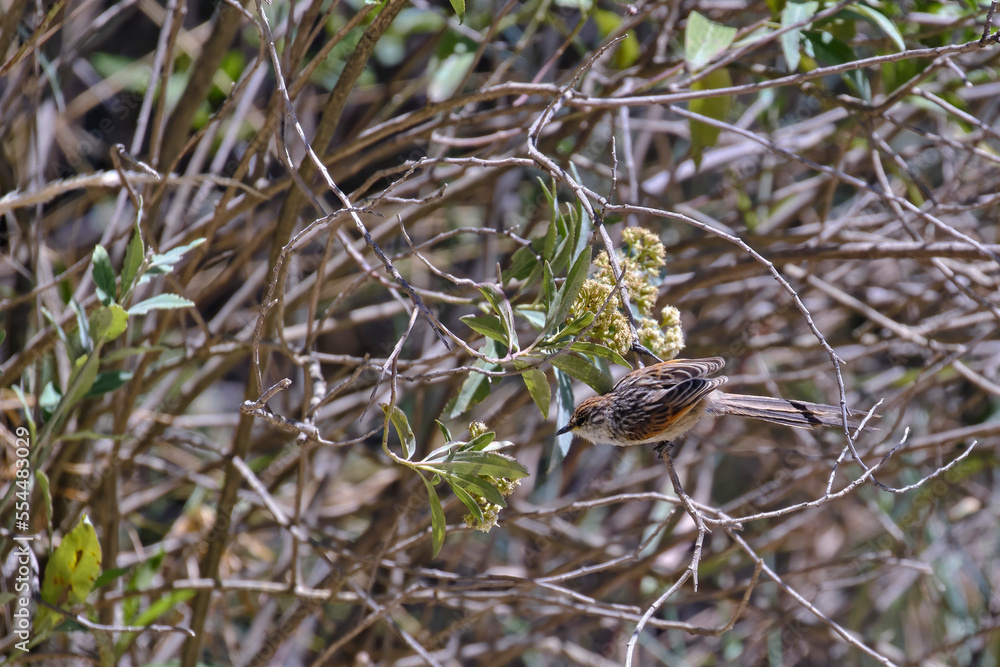Striped Tit-Spinetail (Leptasthenura striata), beautiful passerine feeding on a bush in the Andean zone.