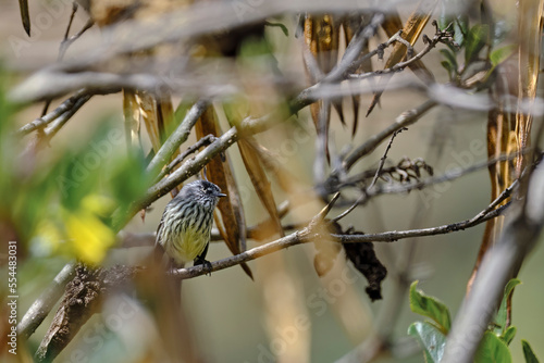 Tufted Tit-Tyrant (Anairetes parulus), beautiful specimen perched on the branches.