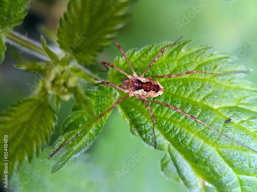 Macro harvestman spider garden leaf
