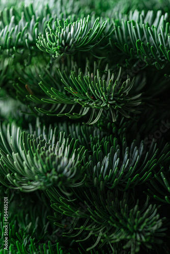 The green branches of nobilis are close. Green floral background photo