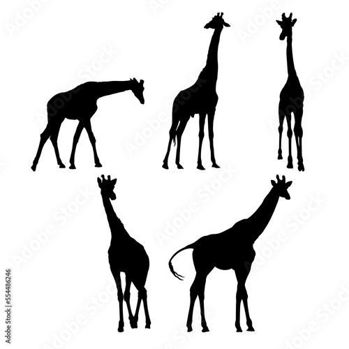 Set of giraffe silhouettes vector design