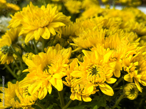 Yellowish Chrysanthemum flowers soft and selective focus