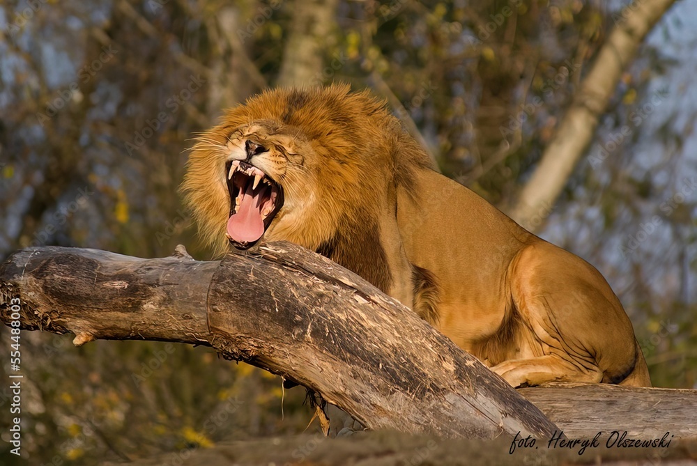 Fototapeta premium lew