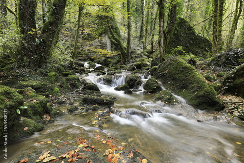 Belle forêt verte avec ruisseau en automne