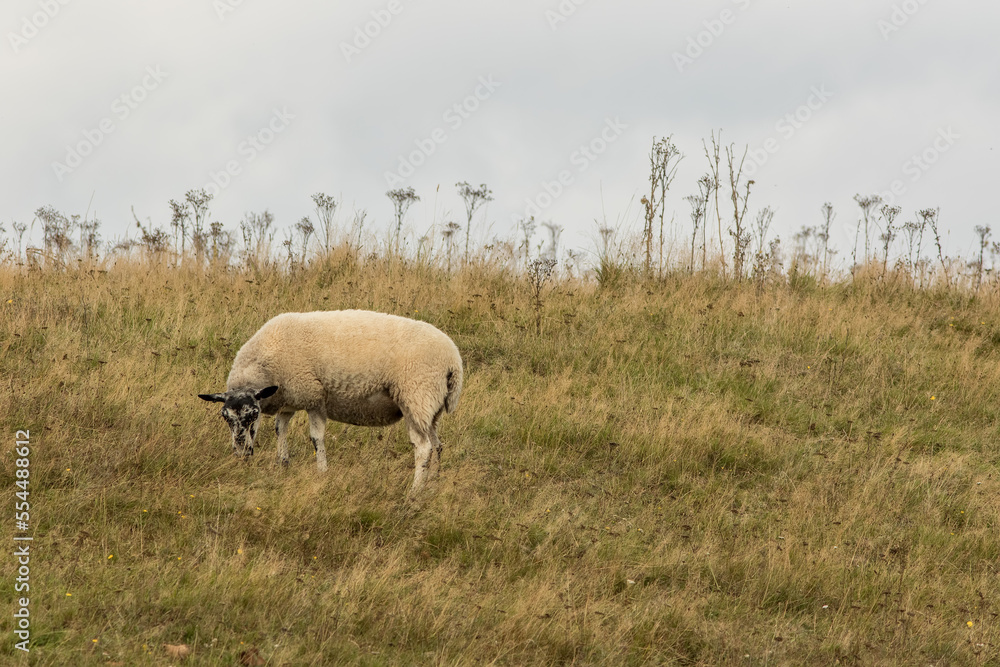 Solitary free range organic sheep grazing on English hillside pasture. Norfolk countryside image Solitary free range organic sheep grazing on English hillside pasture. Norfolk countryside image