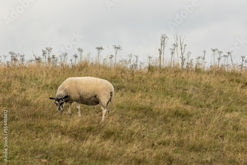 Solitary free range organic sheep grazing on English hillside pasture. Norfolk countryside image