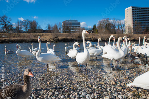 Fototapeta Naklejka Na Ścianę i Meble -  lots of swans and gooses at riverside Isar river munich