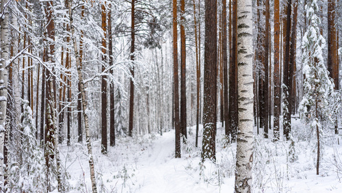 Trunks of birches and pines in a winter snow-covered forest. Seasons