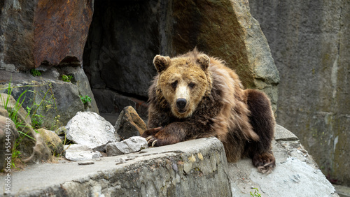 Ursus or brown bear lies on artificial stone wall and looks directly into the camera. Predators in captivity, zoo or national park