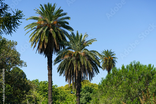 Palm landscape background. Tropical palm trees with leaves in the thickets of jungles against the background of the summer sunny blue sky. Nature  vacation  relaxation concept.