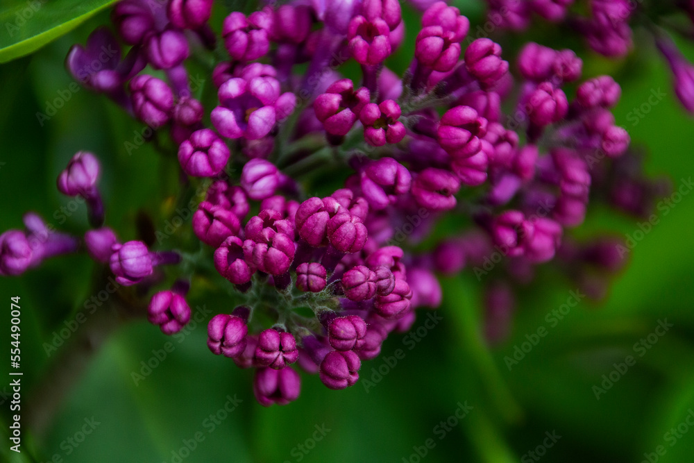 Beautiful purple lilac among green leaves in spring Beautiful purple lilac among green leaves in spring