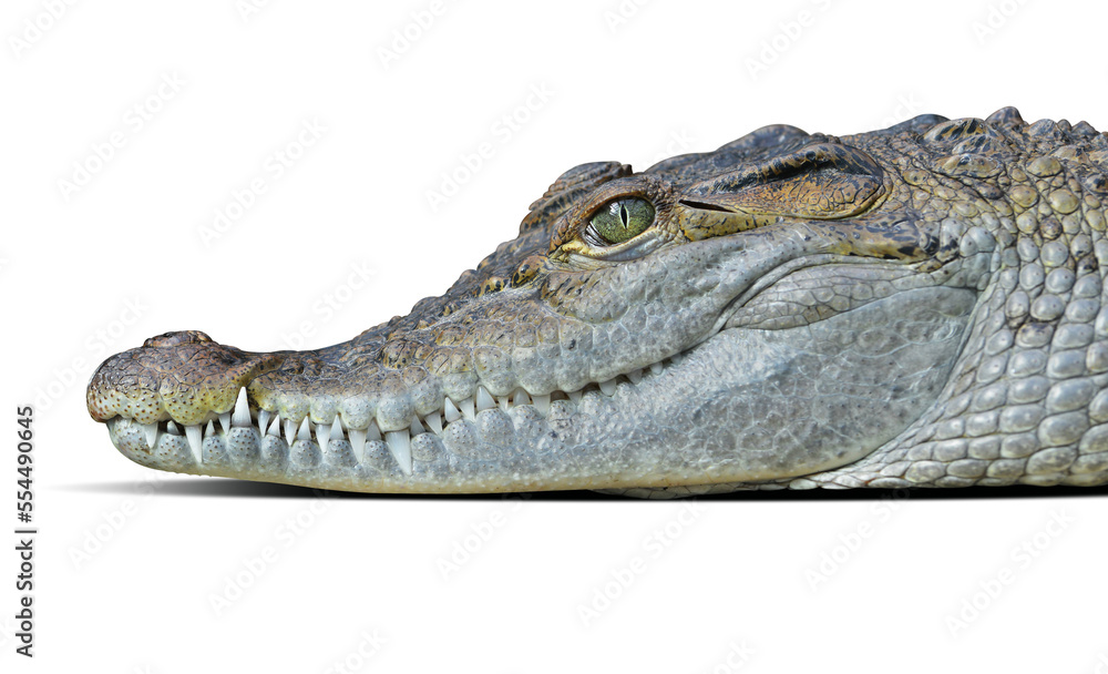 Obraz premium Freshwater crocodile ( Crocodylus mindorensis ) isolated on transparent background, PNG.