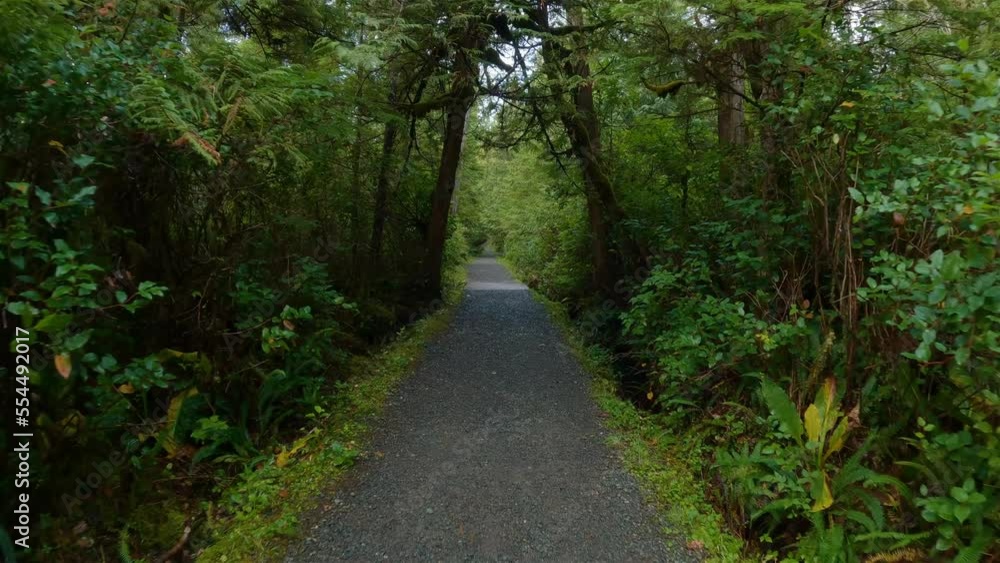 Scenic Hiking Trail in the Rainforest with vibrant green trees. San Josef Bay, Cape Scott Provincial Park, Northern Vancouver Island, BC, Canada. Canadian Nature Background. Cinematic 4k Scenic Hiking Trail in the Rainforest with vibrant green trees. San Josef Bay, Cape Scott Provincial Park, Northern Vancouver Island, BC, Canada. Canadian Nature Background. Cinematic 4k